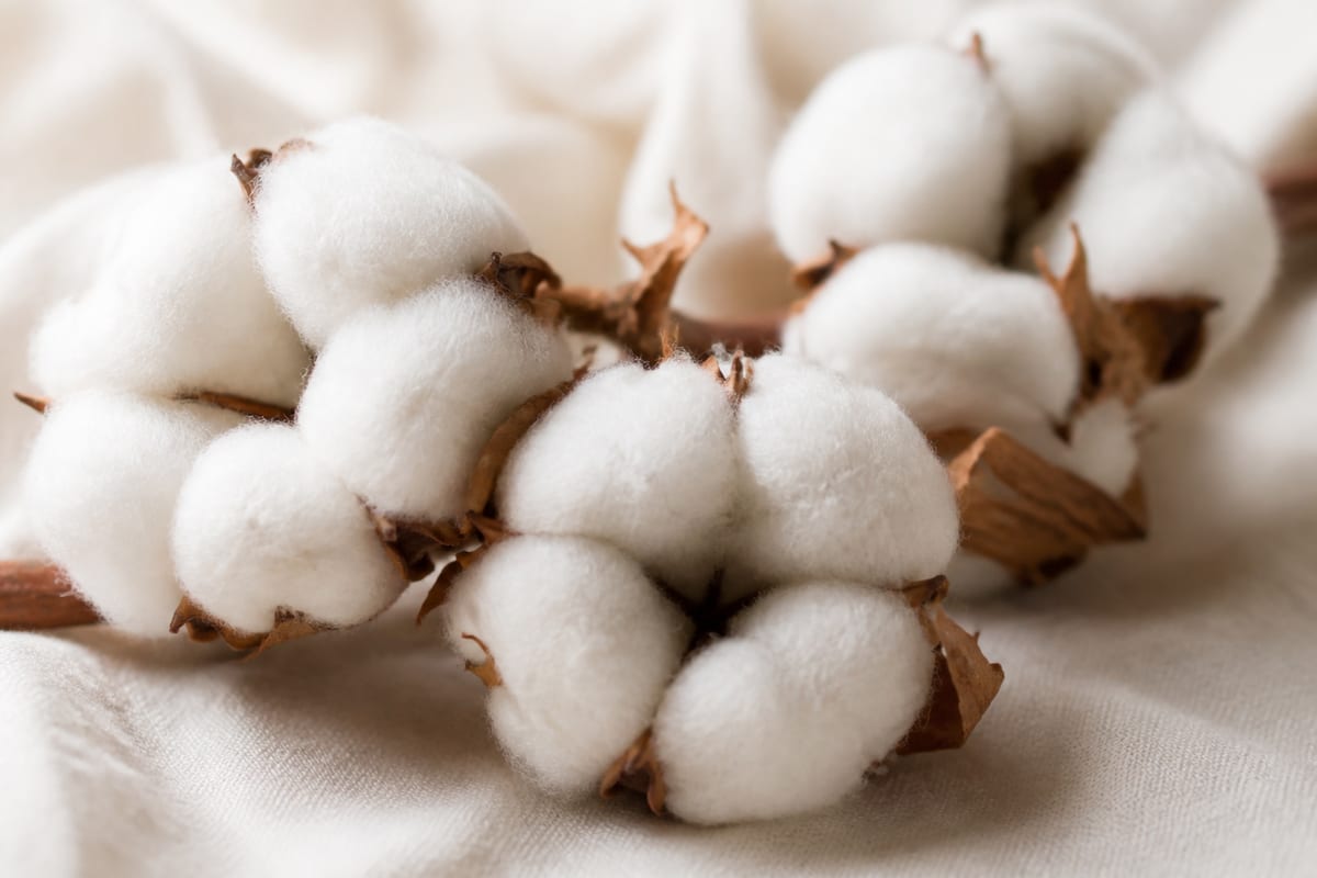 Open cotton bolls with soft white fibers